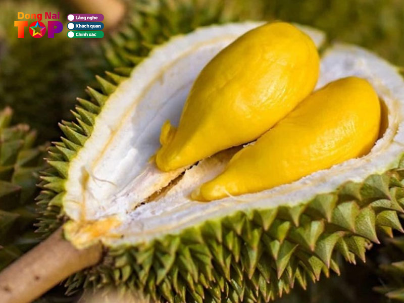 Dong-nai-mua-sau-rieng-dongnaitoplist