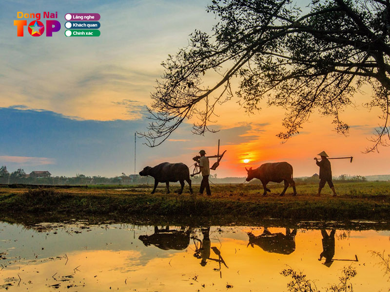 Ve-dong-nai-dongnaitoplist