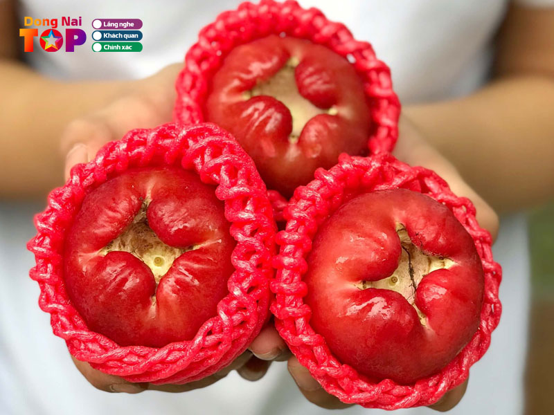 Ve-voi-dong-nai-dongnaitoplist