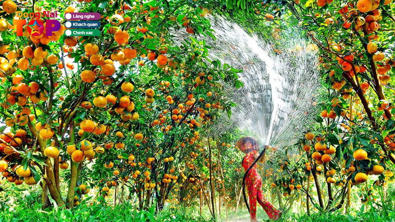 Top-5-vuon-trai-cay-dong-nai-noi-tieng-thu-hut-nhieu-du-khach-dongnaitoplist