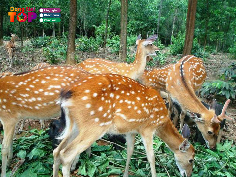 Nhung-huou-huong-son-dam-bao-dongnaitoplist