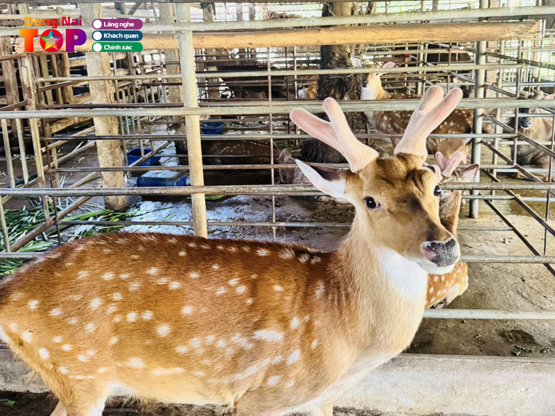 Trang-trai-huou-nai-hoang-hao-dongnaitoplist