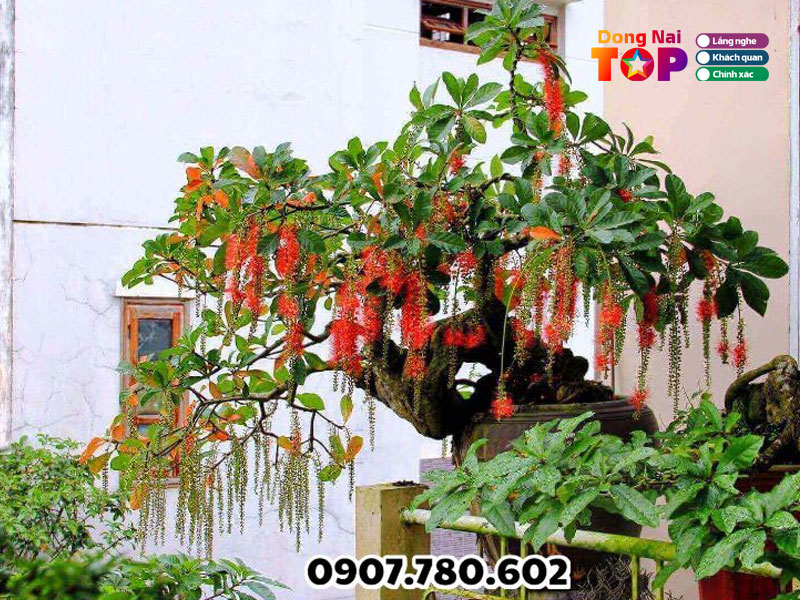 Trung-tam-cay-giong-lam-nghiep-so-1-dongnaitoplist