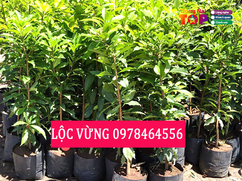 Vuon-uom-thanh-binh-dongnaitoplist