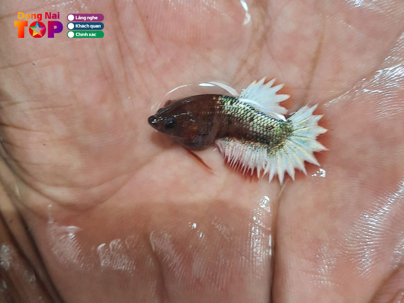 Betta-ca-dongnaitoplist