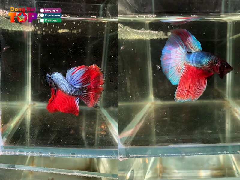 Ca-betta-quan-hai-dongnaitoplist