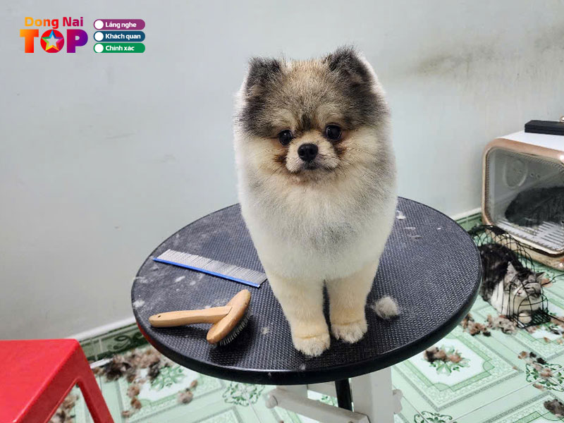 Golden-pet-shop-dongnaitoplist