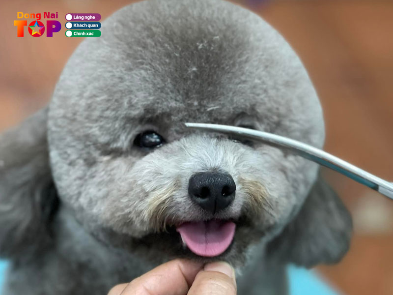 Sunny-pet-dongnaitoplist