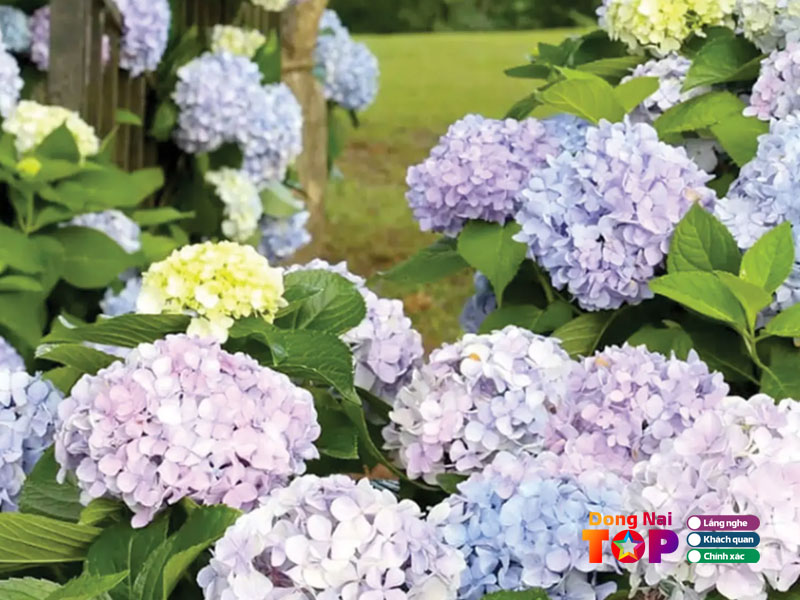 Hoa-tuoi-quynh-my-dongnaitoplist