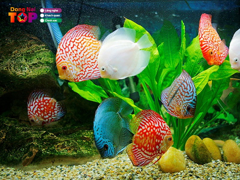 Cua-hang-loc-phat-dongnaitoplist