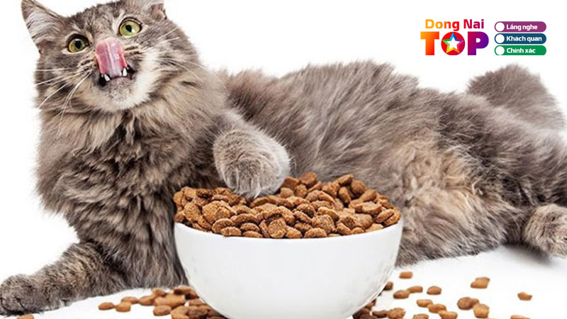 Top-10-dia-chi-mua-do-an-cho-meo-tai-bien-hoa-chinh-hang-gia-re-dongnaitoplist