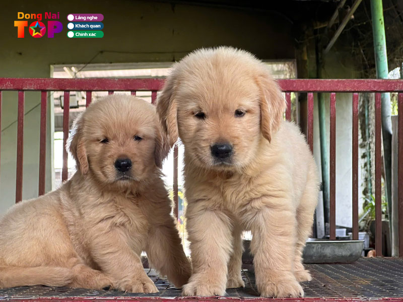 Cua-hang-thien-thinh-dongnaitoplist