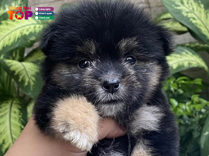 Hamster-gia-kiem-ankie-dongnaitoplist