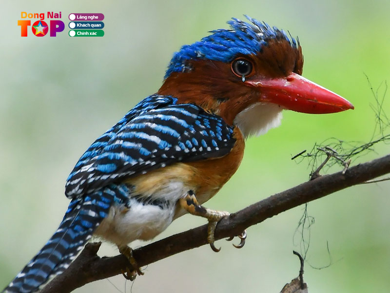 Khu-bao-ton-thien-nhien-van-hoa-dong-nai-hien-nay-dang-o-dau-dongnaitoplist