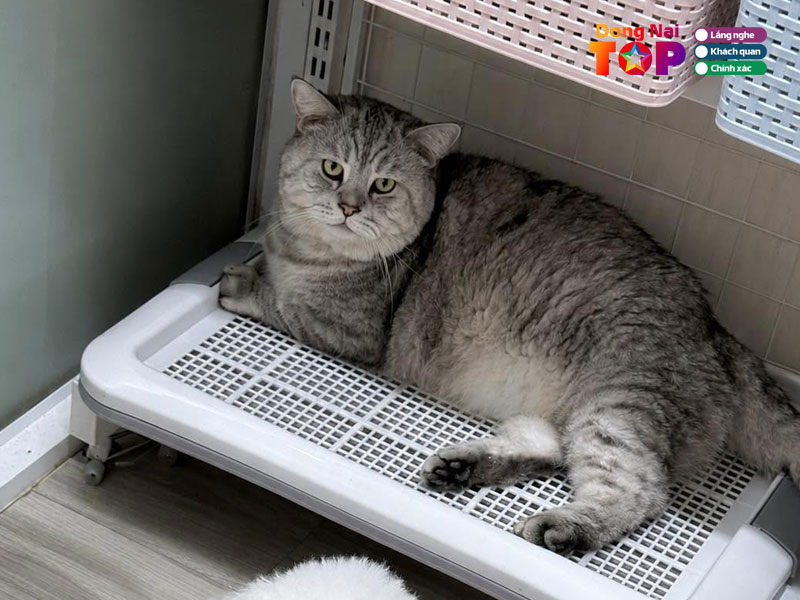 Happy-pet-dongnaitoplist